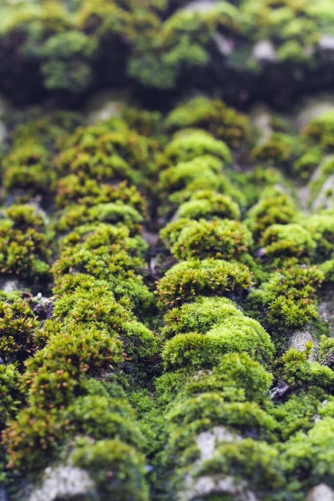 Image en gros plan d'une mousse verte pelucheuse poussant densément sur une surface, créant un paysage texturé et vibrant, rappelant la beauté naturelle trouvée dans le démoussage de toiture à Prayssac.