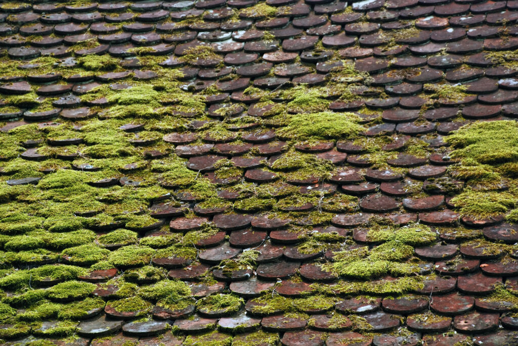 Un toit altéré avec des bardeaux foncés superposés en partie recouverts de taches de mousse verte pourrait bénéficier d'un démoussage de toiture à Puy-l'Évêque approfondi.